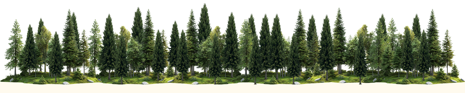 Blurred forest trees